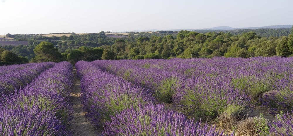 plateau de valensole