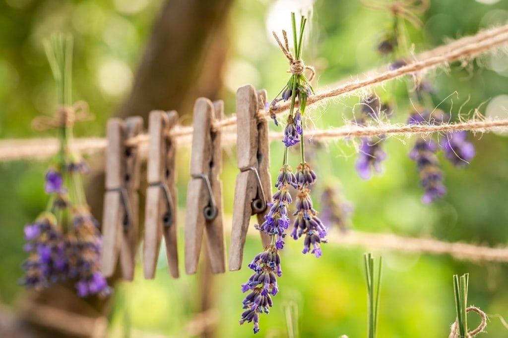 Votre linge délicatement parfumé grâce à nos lessives à la lavande bio !