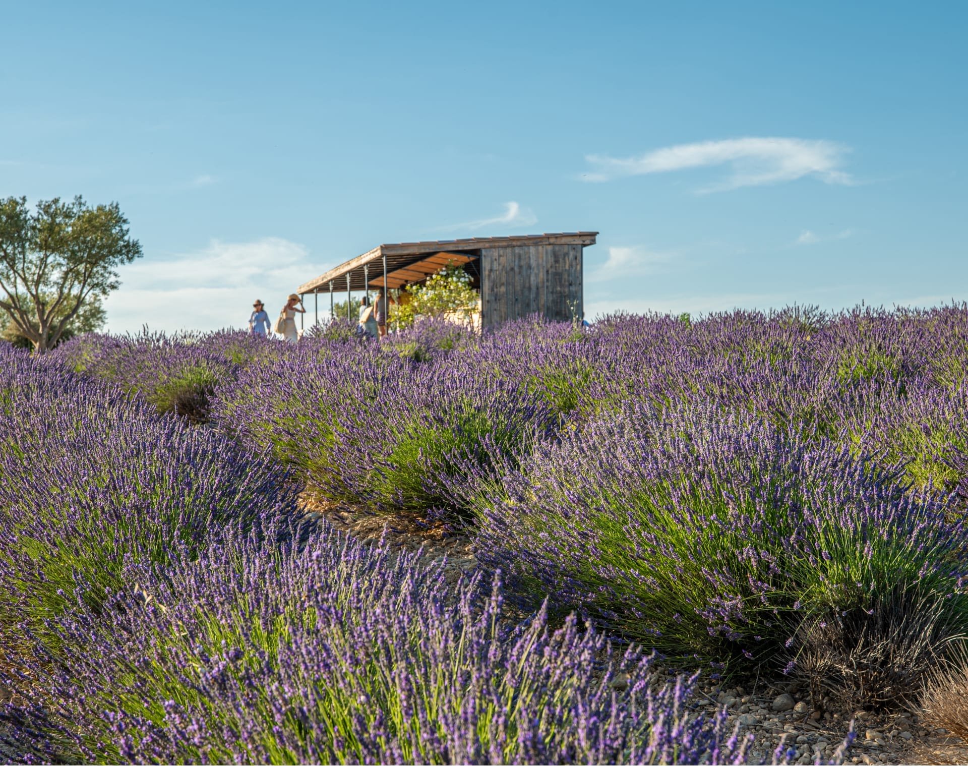 Notre cabane sur le plateau de valensole (2)