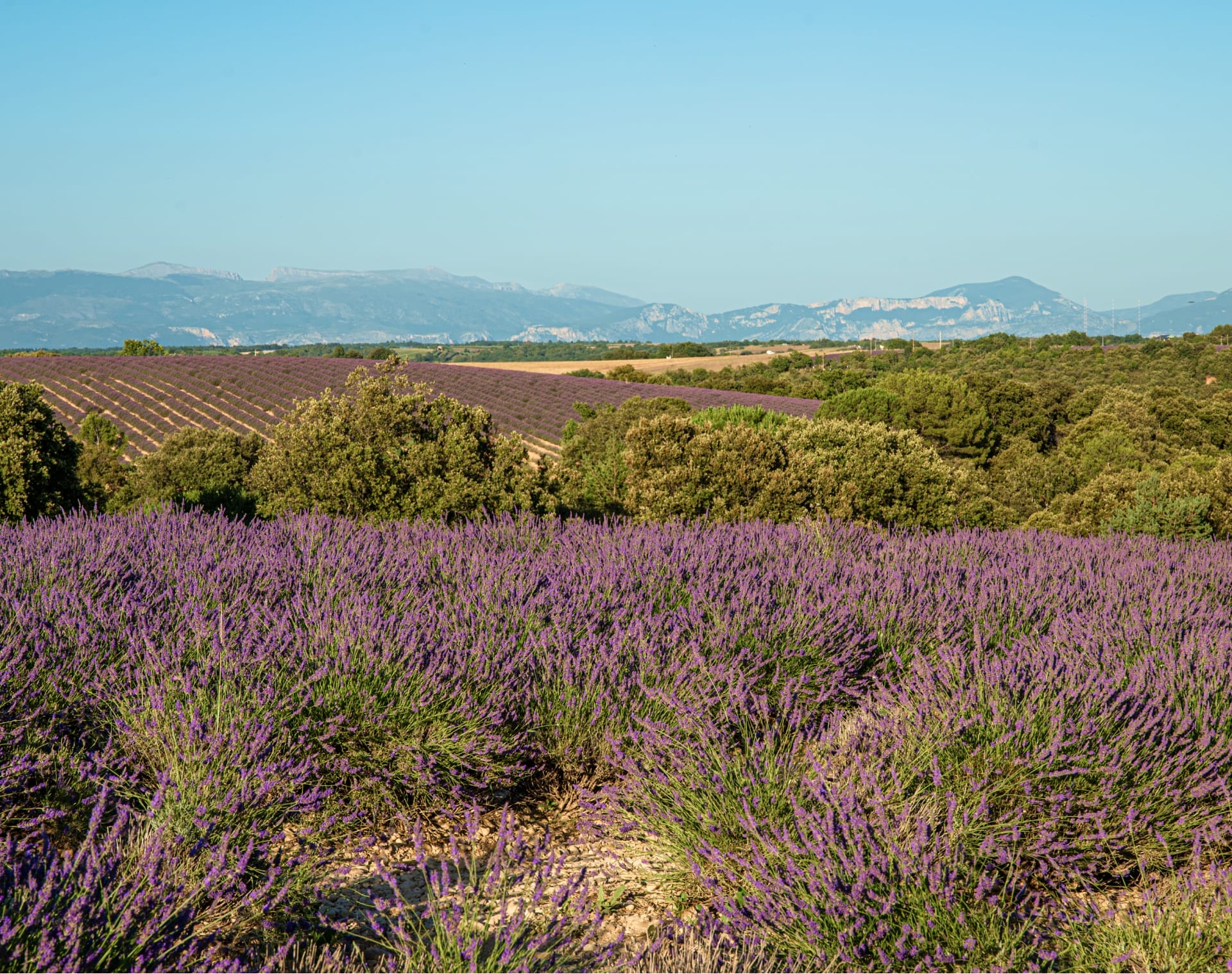 le plateau de valensole 2