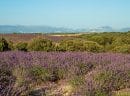 le plateau de valensole (2)