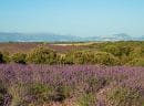 le plateau de valensole